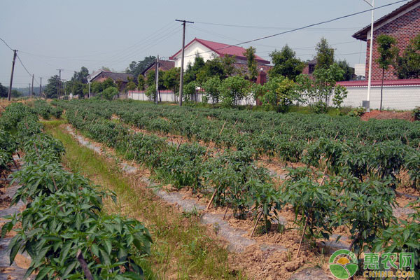 说明:2019年农村发展