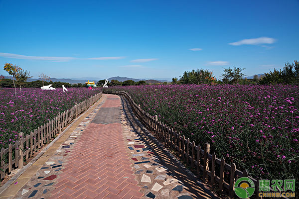 说明:2019年农村发展规划